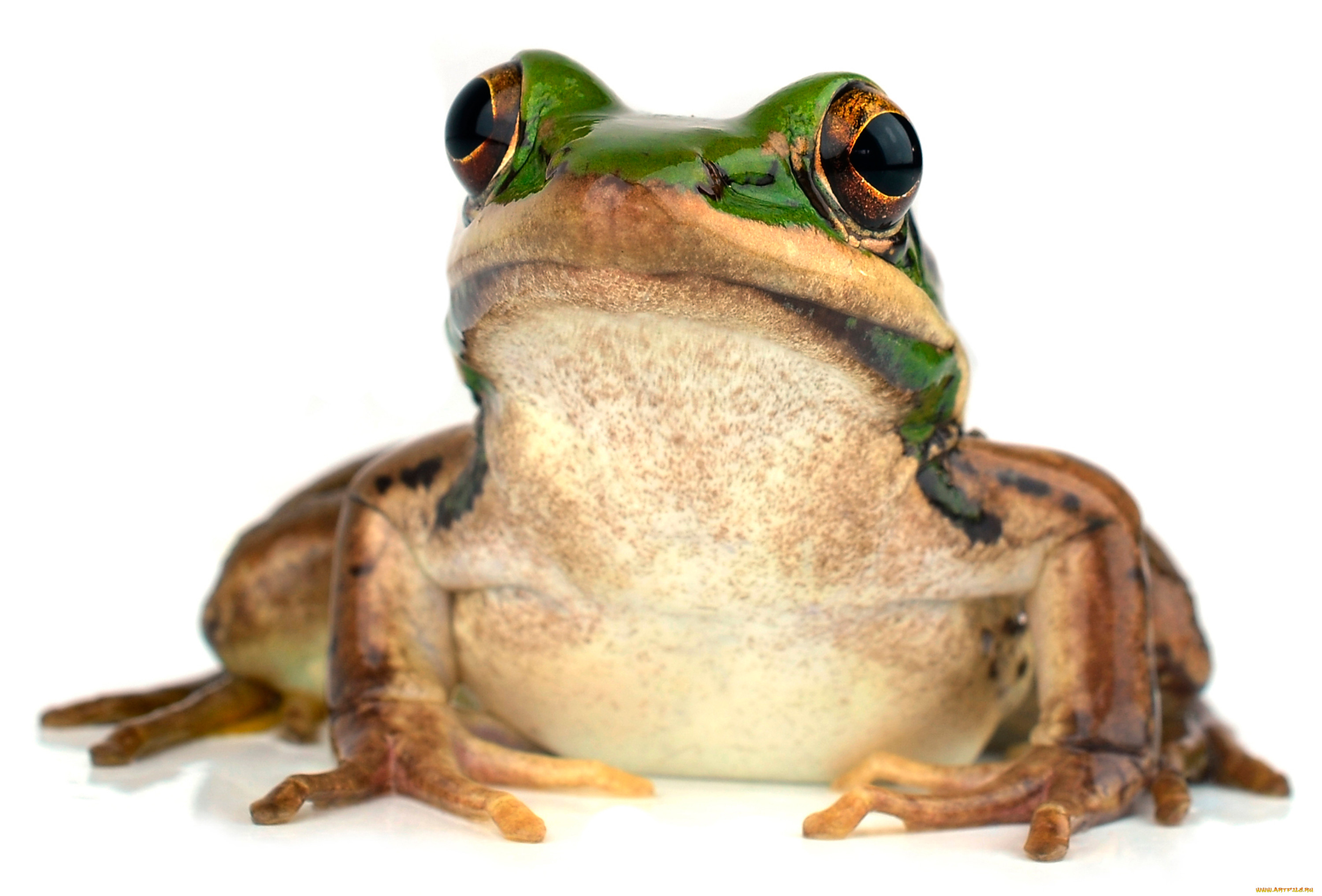 , , 